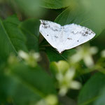 Lomographa temerata (Schattenbinden-Weißspanner)