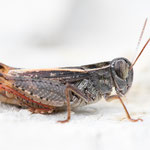 Provence-Schönschrecke (Calliptamus siciliae)