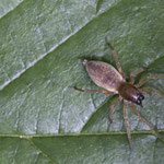 Clubiona sp. (Eigentliche Sackspinnen)