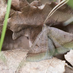 Zanclognatha lunalis (Felsbuschwald-Spannereule)