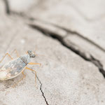 Erianotus lanosus