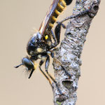 Choerades fimbriata (Fransen-Mordfliege)