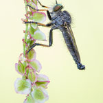 Neoitamus cothurnatus (Knoten-Strauchdieb)