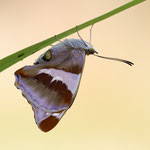 Großer Schillerfalter (Apatura iris)