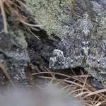 Dysstroma citrata (Buschhalden-Blattspanner)
