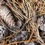 Antaxius sorrezensis