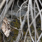 Eublemma jucunda