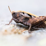 Zweipunkt-Dornschrecke (Tetrix bipunctata)