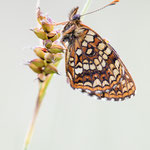 Baldrian-Scheckenfalter (Melitaea diamina)