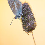 Storchschnabel-Bläuling (Eumedonia eumedon)