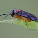 Monophadnus spinolae