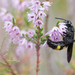 Scolia hirta (Borstige Dolchwespe)