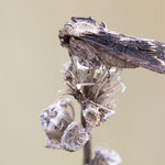 Egira conspicillaris (Holzrindeneule)