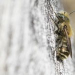 Stahlblaue Mauerbiene (Osmia caerulescens)