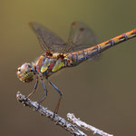 Sympetrum striolatum (Große Heidelibelle)