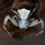 Pistius truncatus (Stutzkrabbenspinne)