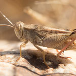 Calliptamus wattenwylianus