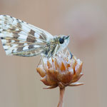 Spätsommer-Würfel-Dickkopffalter (Pyrgus cirsii)