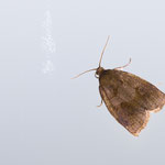 Archips rosana (Heckenwickler)