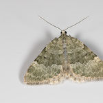Colostygia aqueata (Grünlichgrauer Bindenspanner)