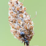 Ameisen-Sichelwanze (Himacerus mirmicoides)