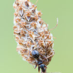 Himacerus mirmicoides (Ameisen-Sichelwanze)