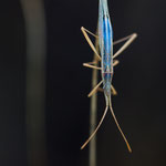 Chorosoma schillingii (Grasgespenst)