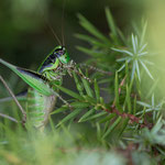 Grüne Strauchschrecke (Eupholidoptera chabrieri)