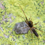 Harpactea hombergi (Rindenlangfinger)
