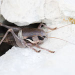 Dalmatische Strauchschrecke (Pholidoptera dalmatica)