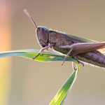 Wiesengrashüpfer (Chorthippus dorsatus)