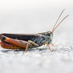 Bunter Alpengrashüpfer (Stenobothrus rubicundulus)