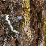 Spargania luctuata