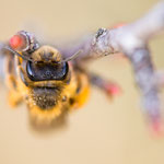 Andrena flavipes (Gemeine Sandbiene)