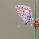 Kleiner Sonnenröschen-Bläuling (Aricia agestis)