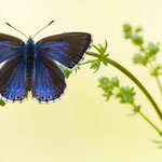Himmelblauer Bläuling (Polyommatus bellargus)