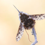 Triplasius pictus