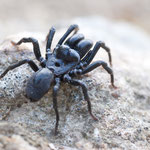 Atypus piceus (Pechschwarze Tapezierspinne)