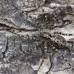 Acantholycosa lignaria (Wolfsspinne)