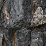 Lacanobia thalassina (Schwarzstrich-Kräutereule)
