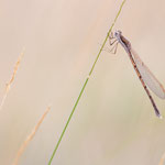 Gemeine Winterlibelle (Sympecma fusca)