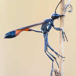 Ammophila sabulosa (Gemeine Sandwespe)