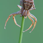 Xysticus cristatus (Braune Krabbenspinne)