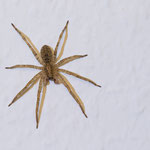 Zoropsis spinimana (Nosferatu-Spinne)