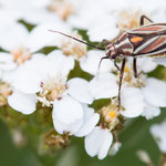 Horistus orientalis