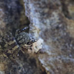 Ballus chalybeius (Käfer-Springspinne)