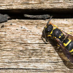 Ancistrocerus sp. (Hakenwespe)