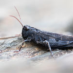 Pferdeschrecke (Celes variabilis)