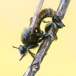 Laphria flava (Gelbe Mordfliege)