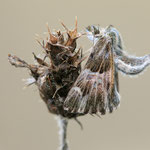 Heilziest-Dickkopffalter (Muschampia floccifera)